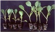 cabbage seedlings